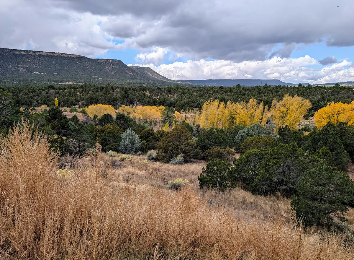 aspen-grove Grove of aspens turning yellow near Glorieta
